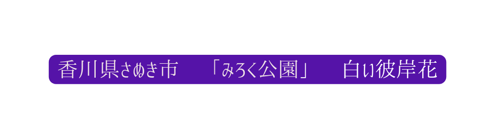 香川県さぬき市 みろく公園 白い彼岸花